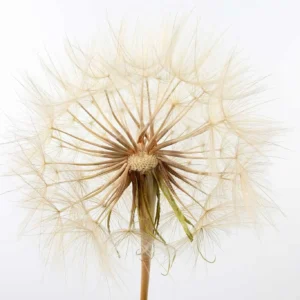 Dandelion-Extract