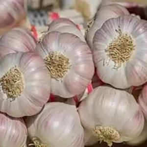 Garlic