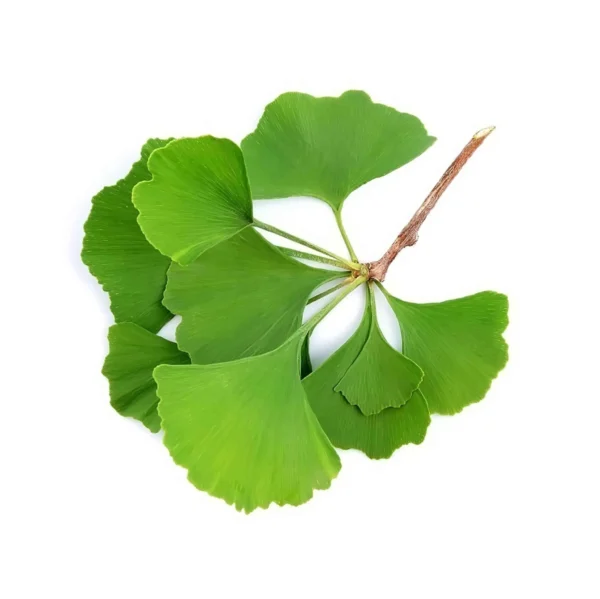 Ginkgo
