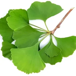Ginkgo Biloba Extract