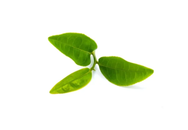 Green-Tea-Extract