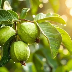 Guava Extract