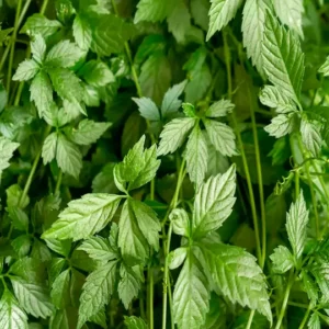 Gynostemma Extract