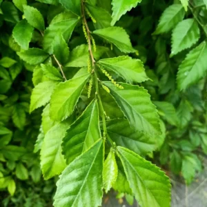 Gynostemma Extract