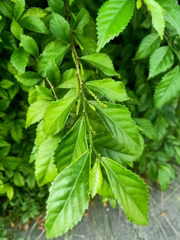 Gynostemma Extract