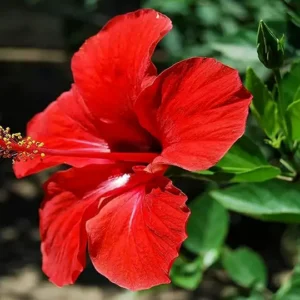 Hibiscus Flower Extract