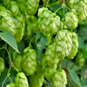 Hops Extract