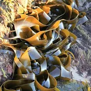 Kelp Extract