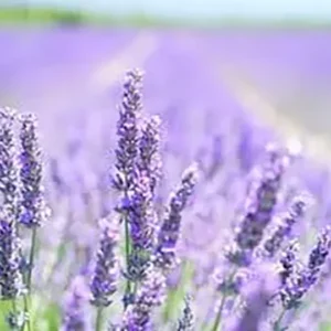 Lavender Essential Oil
