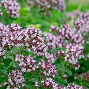 Oregano Oleoresin