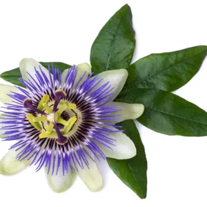 Passion Flower
