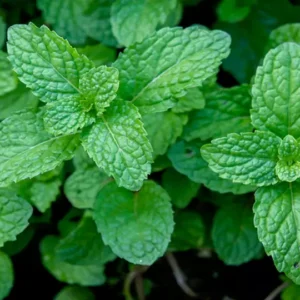 Peppermint Essential Oil