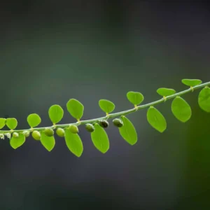 Phyllanthus Amarus