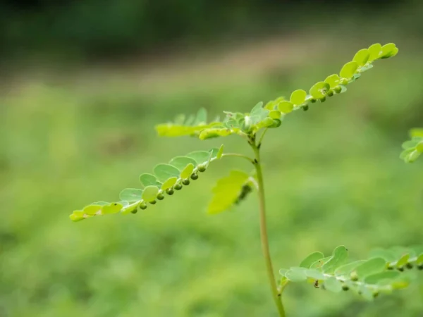 Phyllanthus Niruri Extract