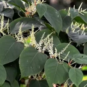 Polygonum Cuspidatum