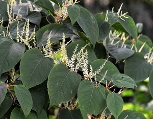 Polygonum Cuspidatum Extract