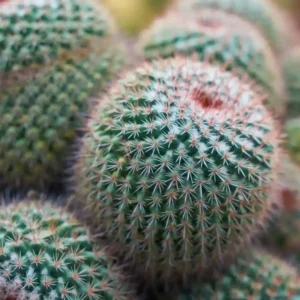 Prickly Pear