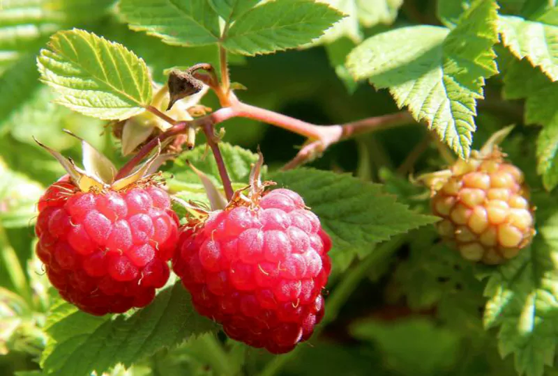 Raspberry