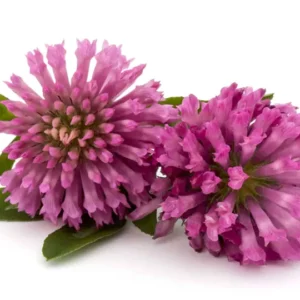Red Clover