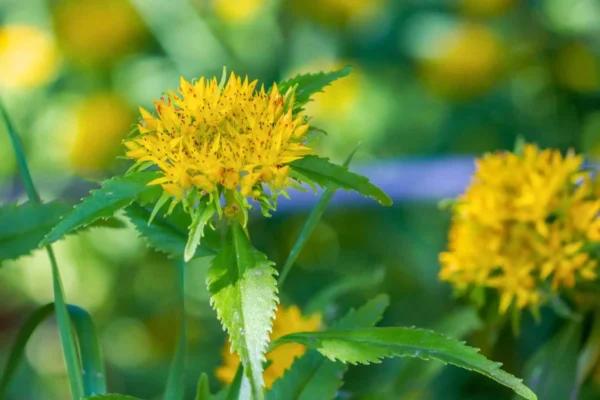Rhodiola Root Extract