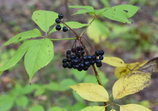 Siberian Ginseng Extract