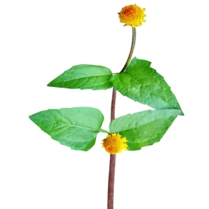Spilanthes Acmella