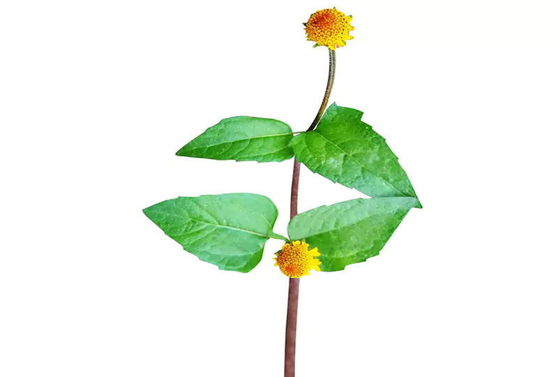 Spilanthes Acmella