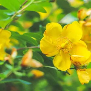 St Johns Wort Extract