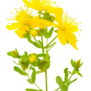 St.-Johns-Wort-Extract-Hypericum