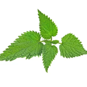 Stinging Nettle Root Extract