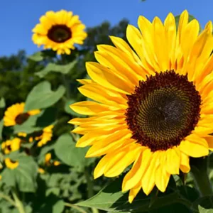 Sunflower Oil Fat Powder