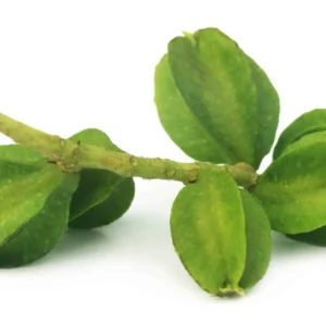 Terminalia Arjuna