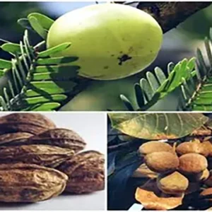 Triphala Extract