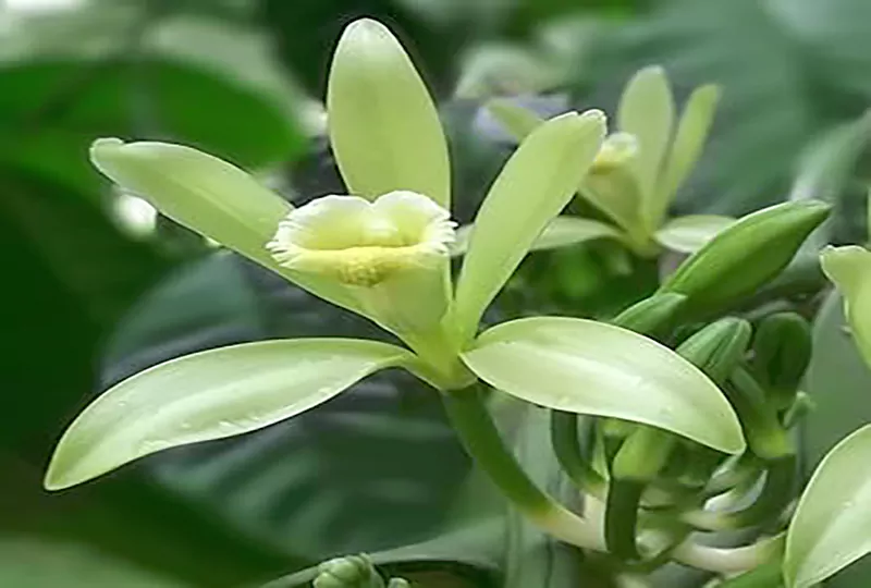 Vanilla Oleoresin