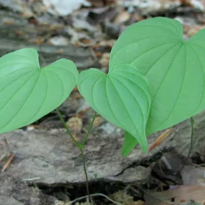Wild Yam Extract