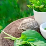 6 Incredible Benefits of Herbal Extracts