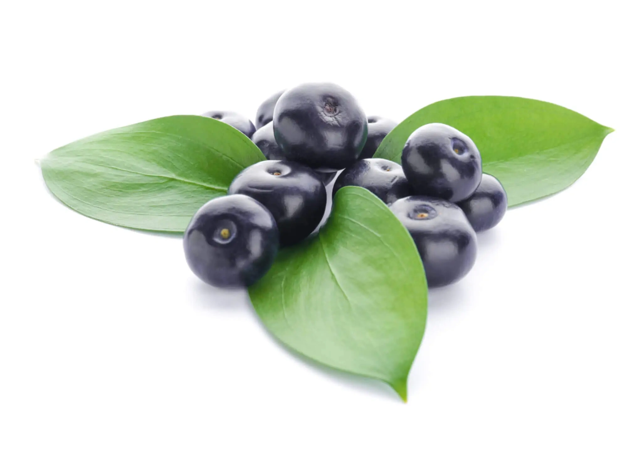fresh-acai-berries-white-scaled-1