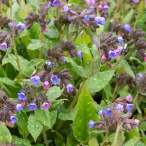 lungwort