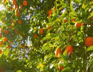 orange essential oil