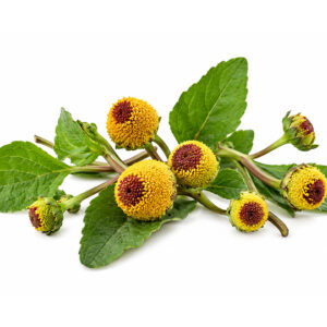 Spilanthes Acmella Extract