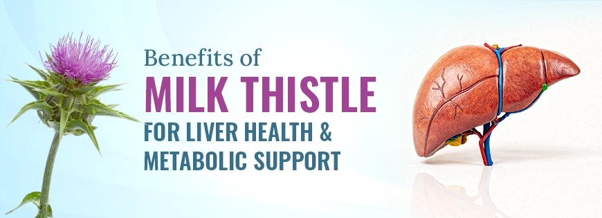 Benefits of Milk Thistle for Liver and Blood Sugar