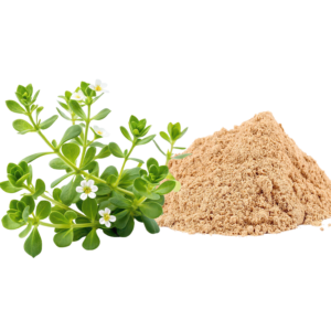 Fermented Bacopa Monnieri Powder