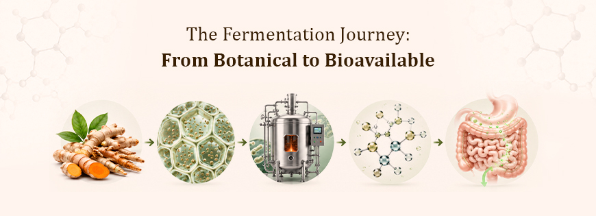 How Fermentation Improves the Bioavailability of Botanical Compounds