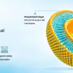 LipoXbio™: A Closer Look at Liposomal Delivery Technology